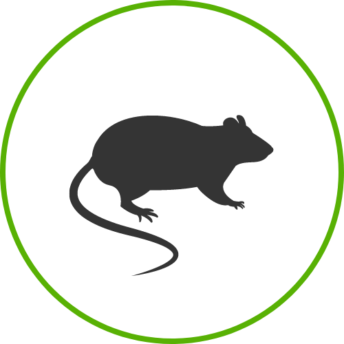 mice control thrive pest
