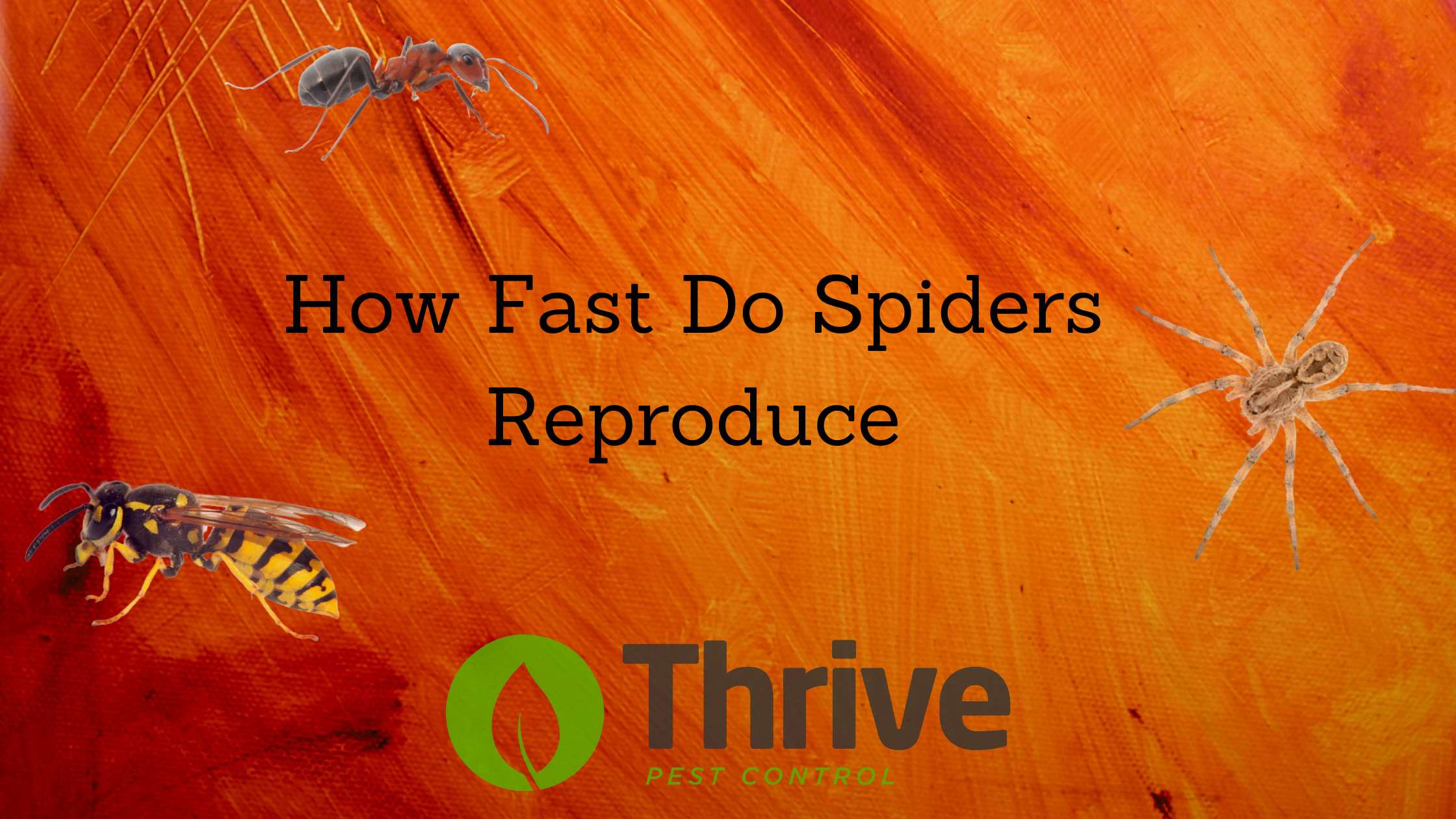 How Fast Do Spiders Reproduce