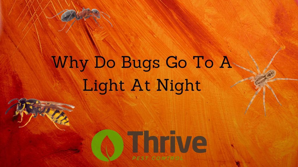 Why Do Bugs Go To A Light At Night
