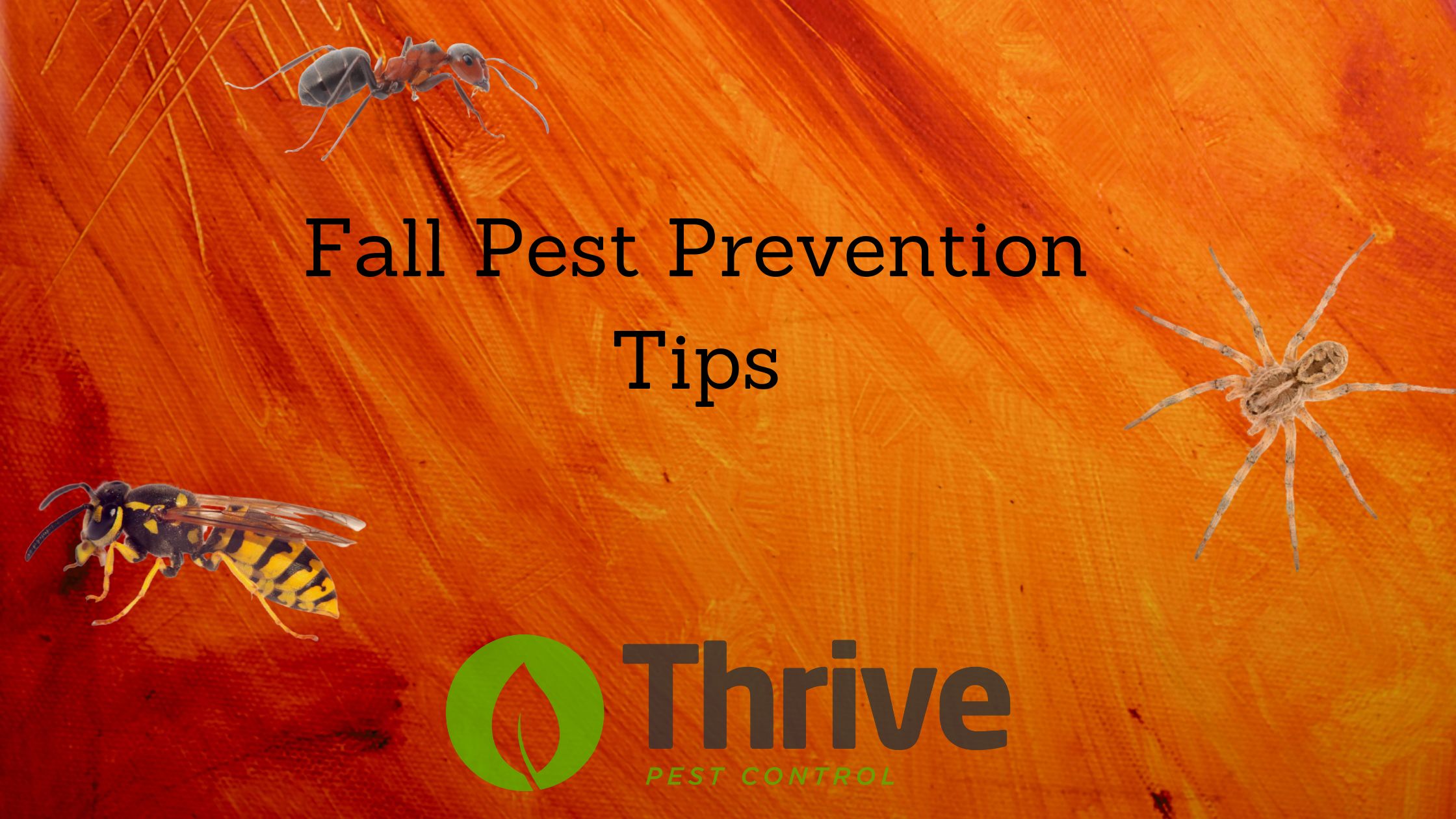 Pest Prevention Tips In The Fall