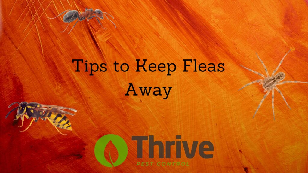 Tips to Keep Fleas Away