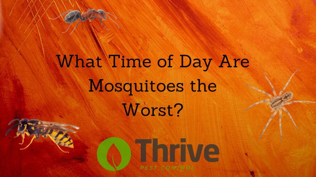 What Time of Day Are Mosquitoes the Worst