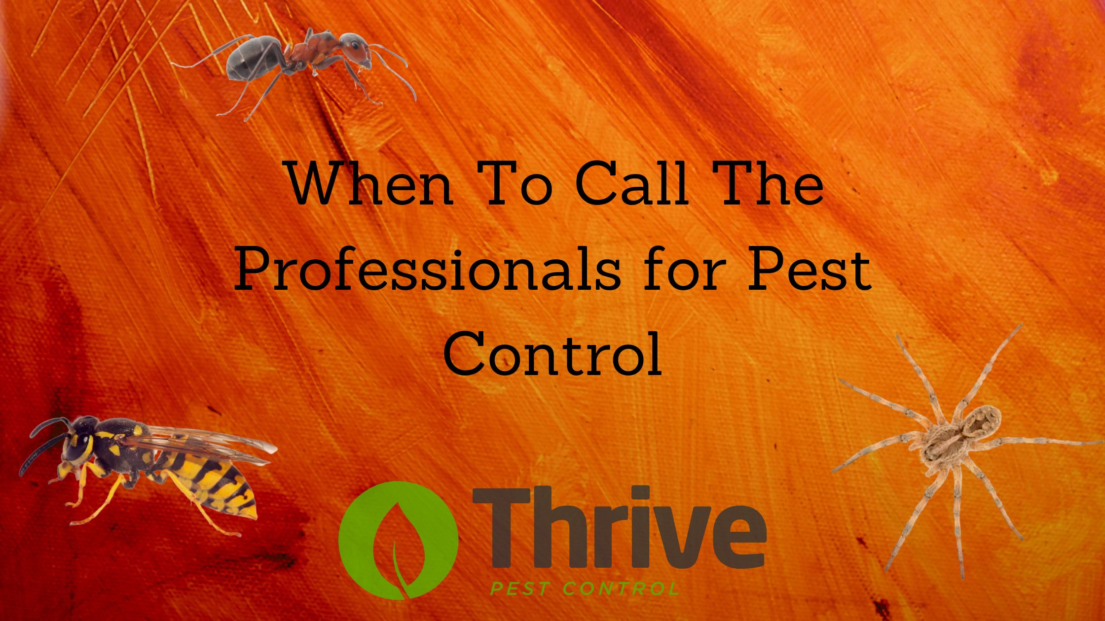 When to Call The Professionals for Pest Control
