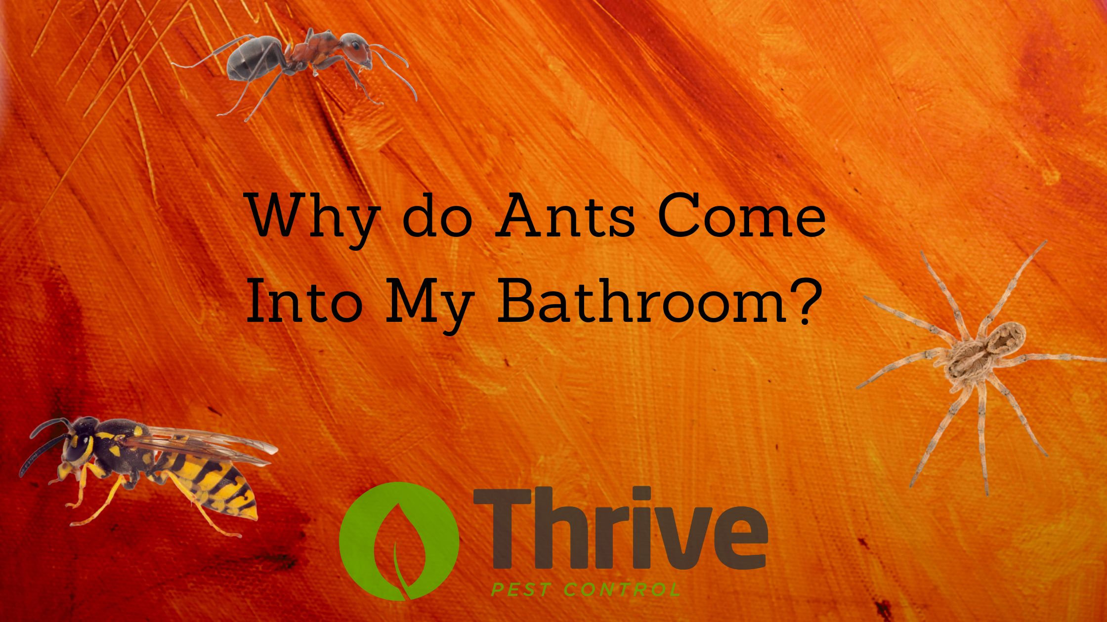 Why do Ants Come into My Bathroom