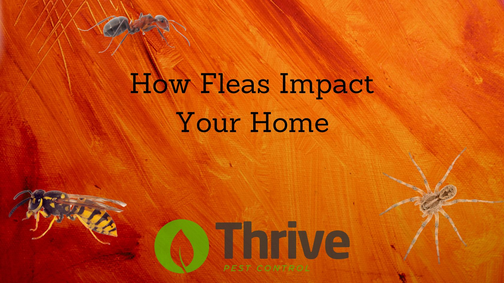 How Fleas Impact Your Home