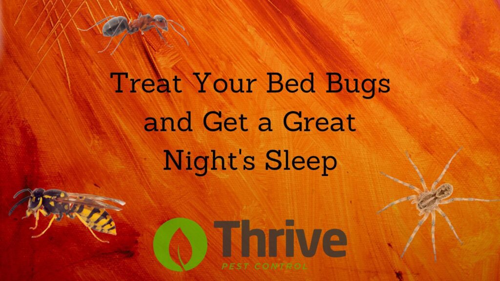 Treat Your Bed Bugs and Get a Great Night's Sleep