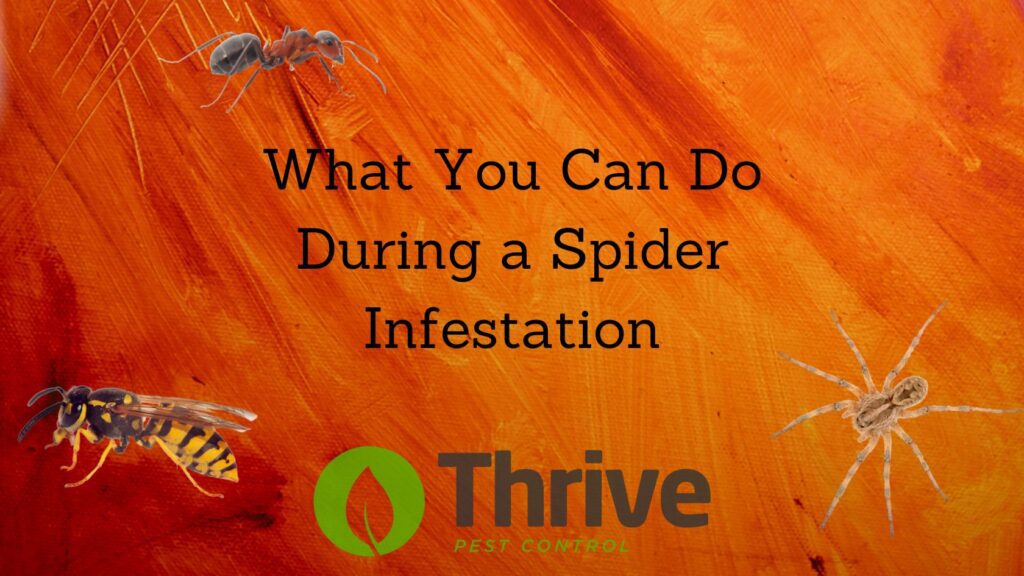 What You Can Do During a Spider Infestation