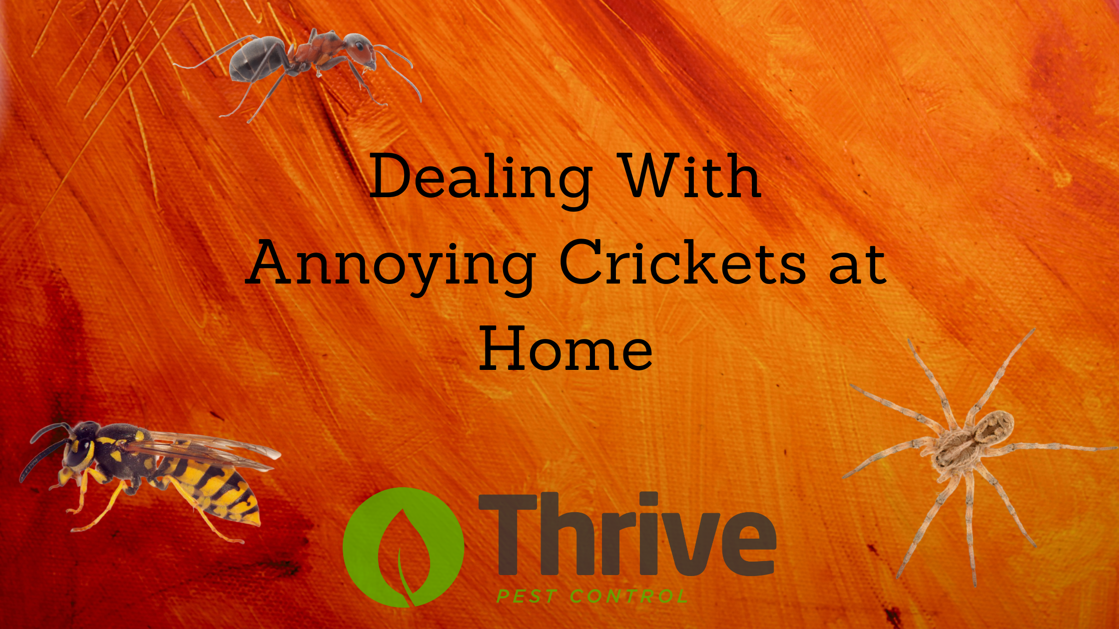 Dealing with Annoying Crickets at Home