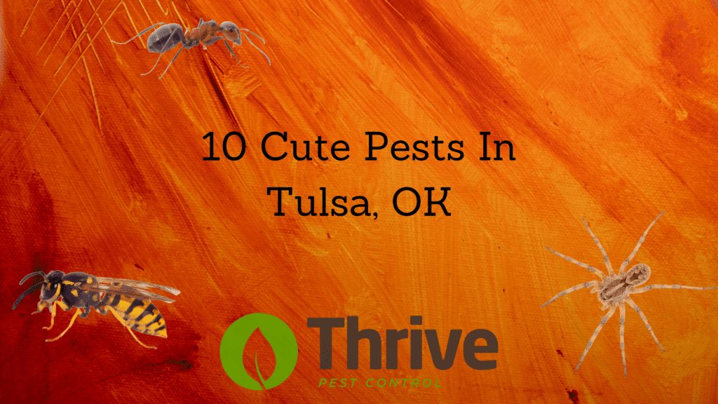 10 cute pests in Tulsa OK