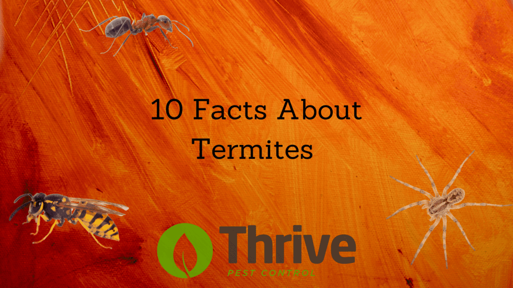 10 Facts About Termites