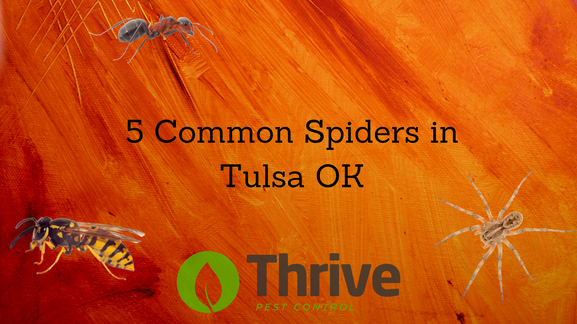 5 Common Spiders in Tulsa OK