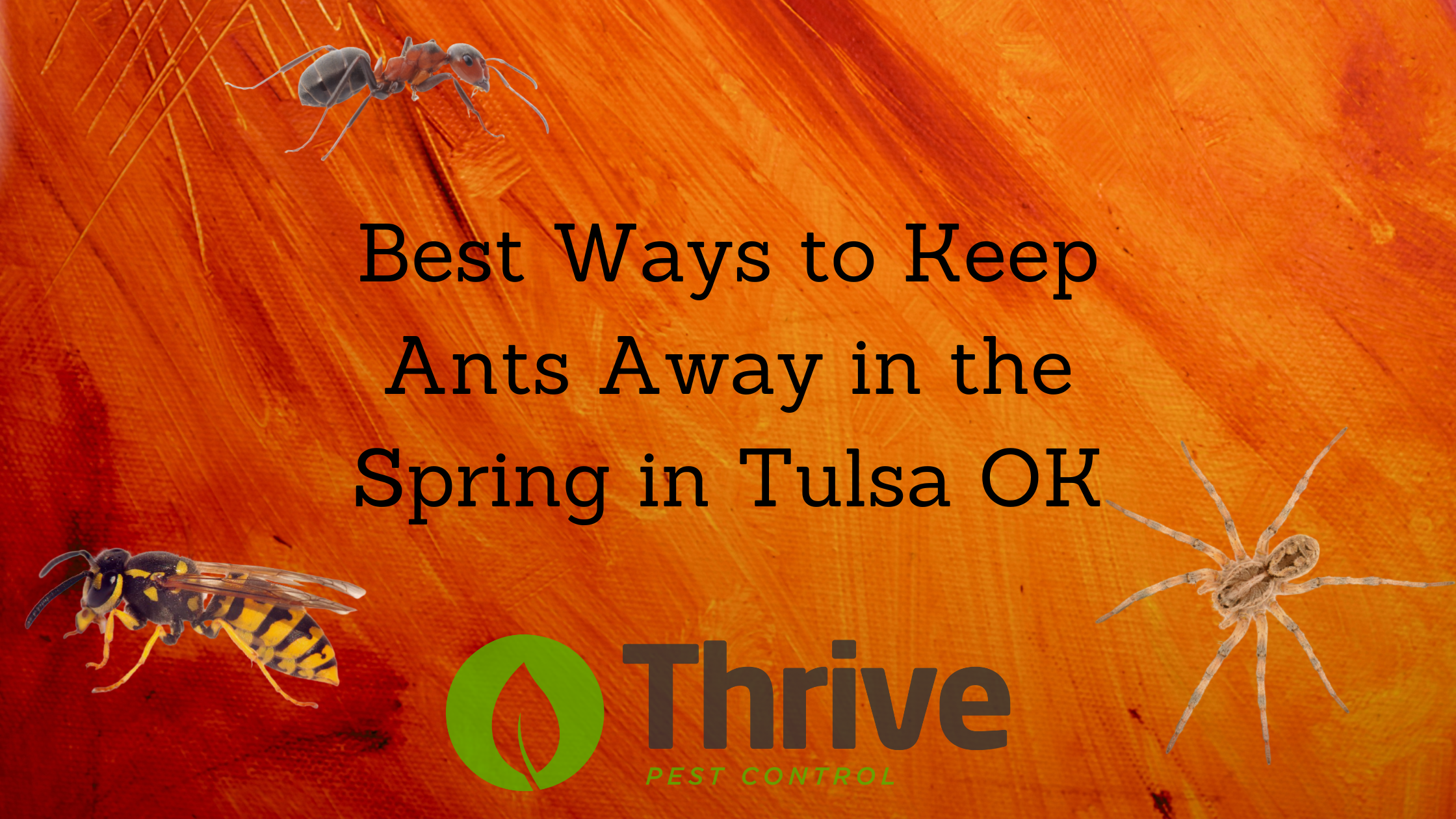 Best Ways to Keep Ants Away in the Spring in Tulsa OK