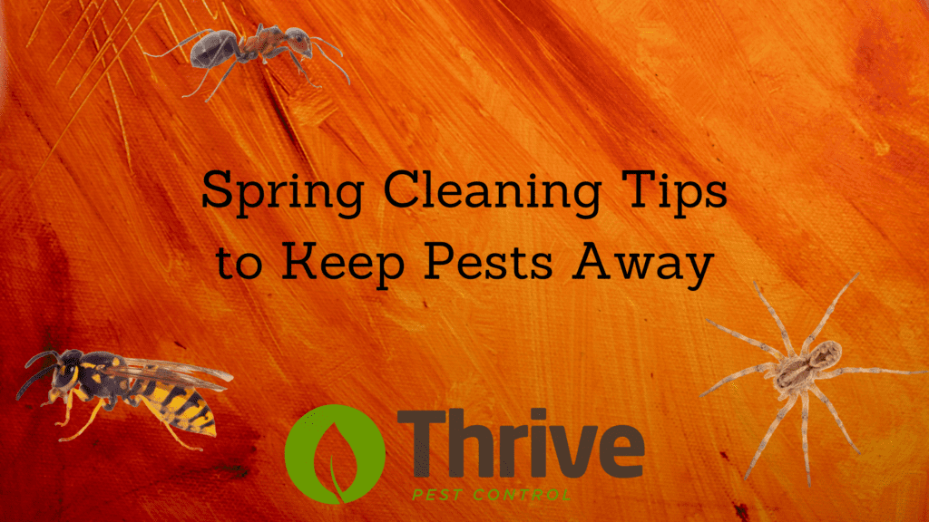 Spring Cleaning Tips to Keep Pests Away