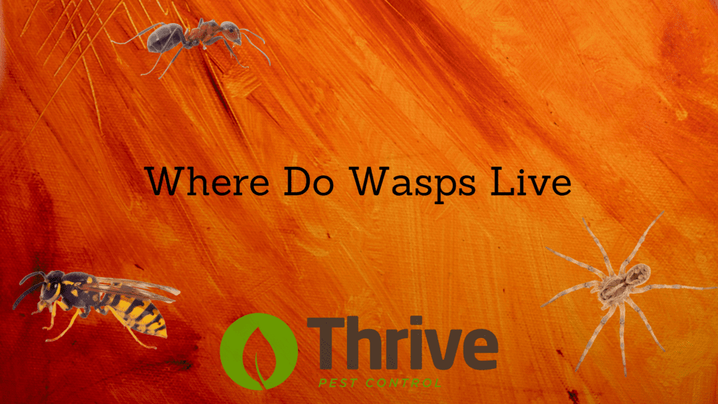Where Do Wasps Live