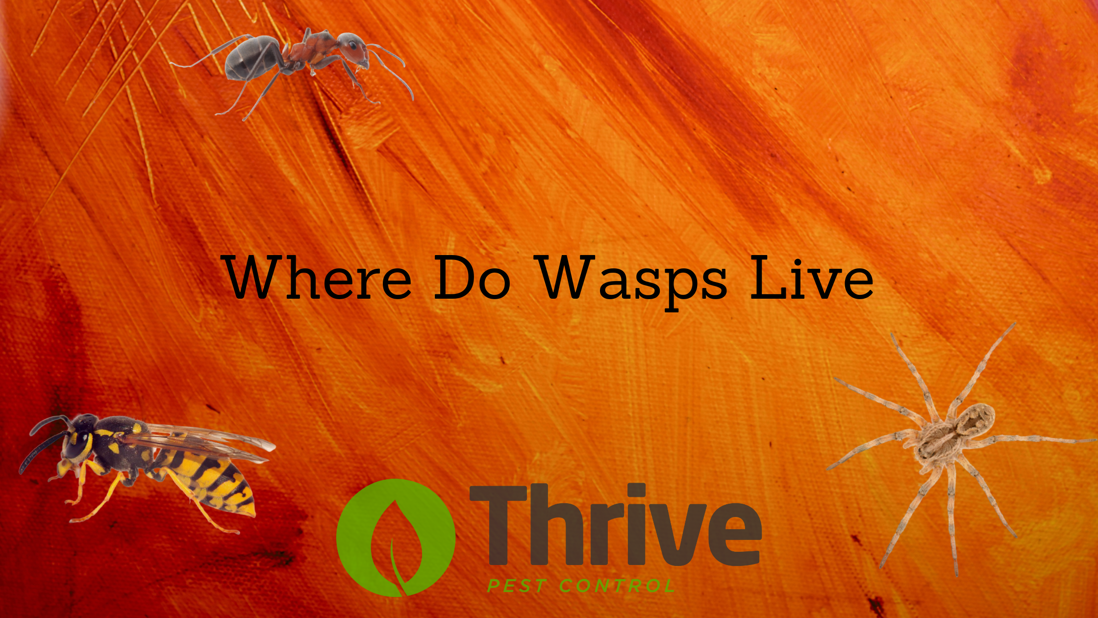 Where Do Wasps Live