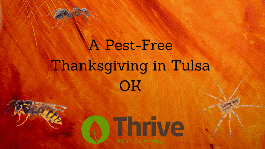 A Pest-Free Thanksgiving in Tulsa OK