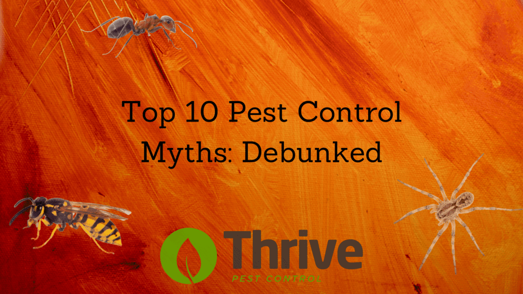 Top 10 Pest Control Myths: Debunked