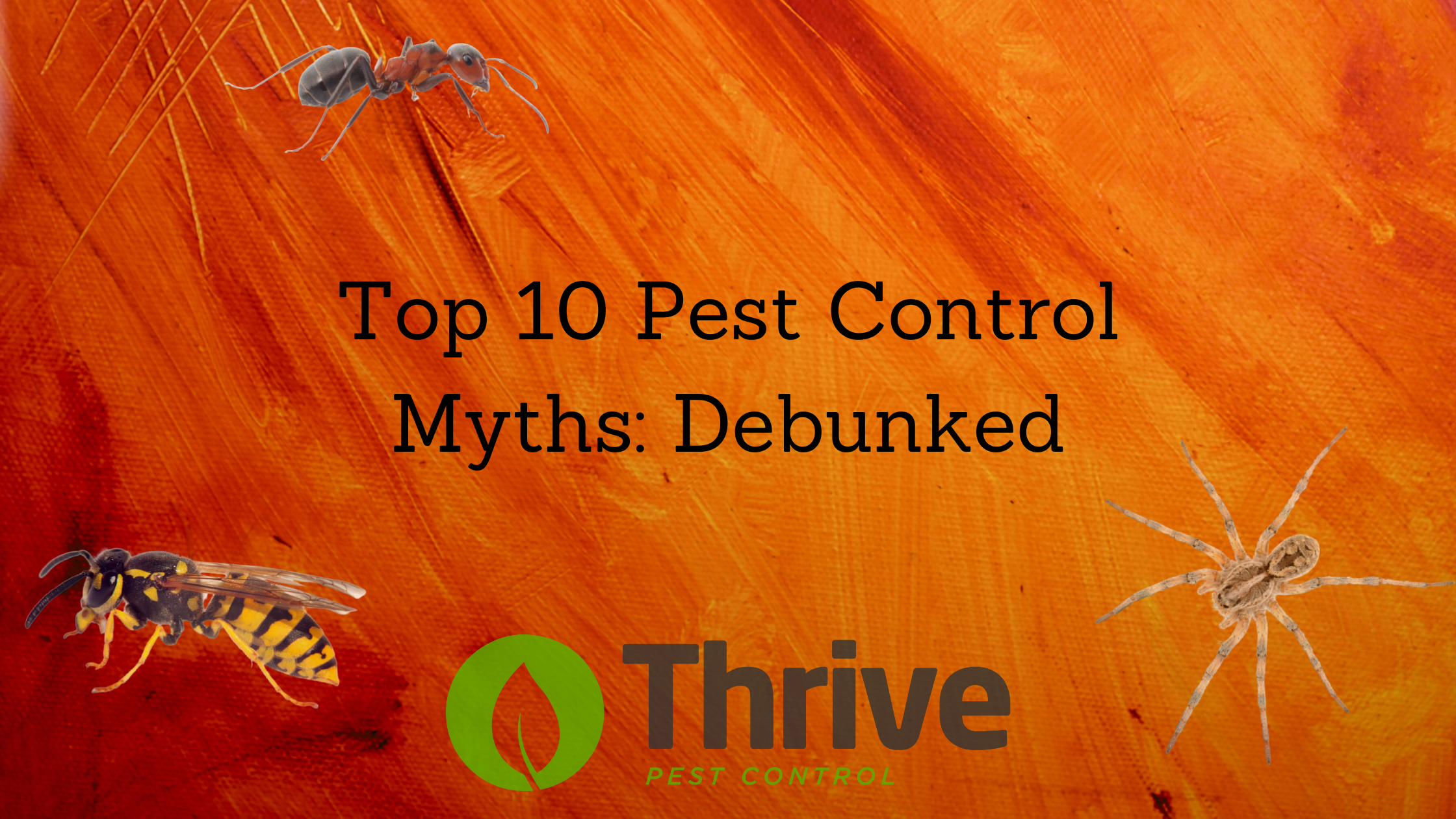 Top 10 Pest Control Myths: Debunked