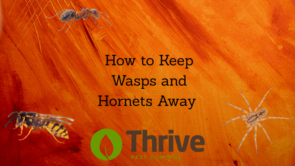 How to Keep Wasps and Hornets Away