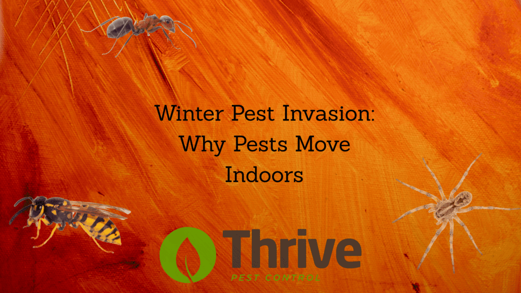 Winter Pest Invasion: Why Pests Move Indoors