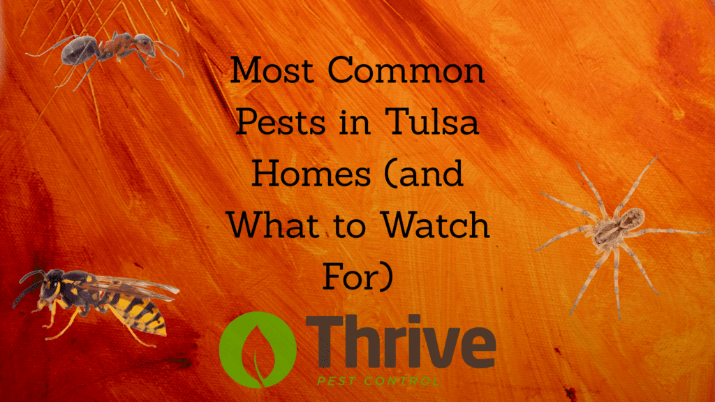 Most Common Pests in Tulsa Homes (and What to Watch For)