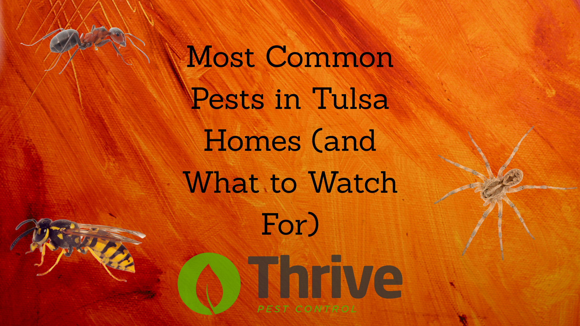 Most Common Pests in Tulsa Homes (and What to Watch For)