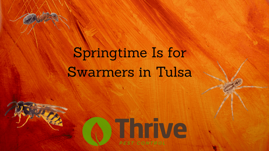 Springtime Is for Swarmers in Tulsa